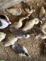 Enten Küken, Warzenenten, Stummenten Jungenten