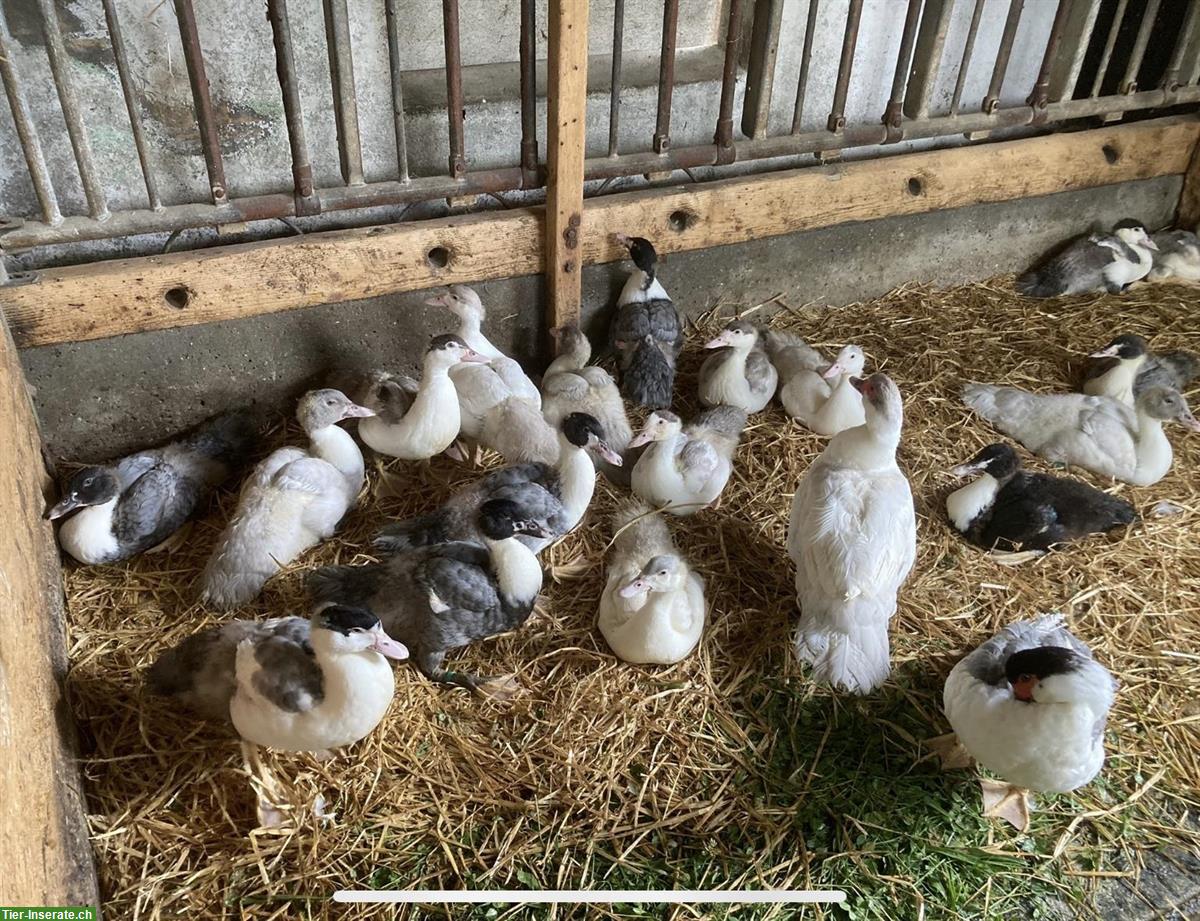 Bild 2: Enten Küken, Warzenenten, Stummenten Jungenten