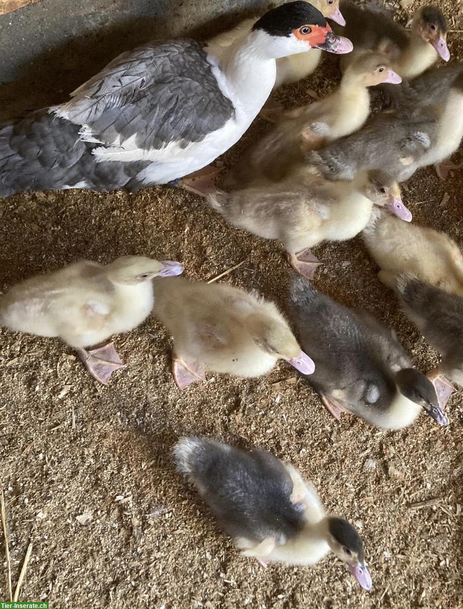 Bild 3: Enten Küken, Warzenenten, Stummenten Jungenten