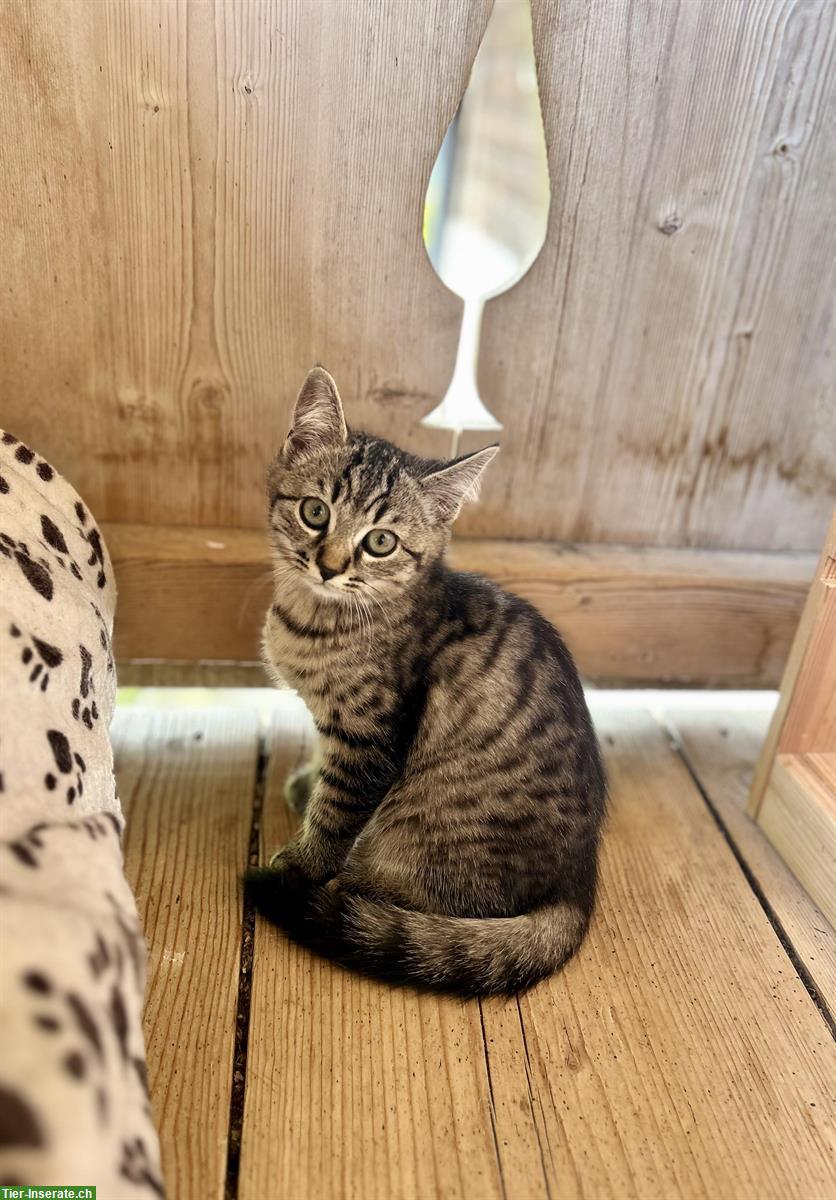 Junge Britisch Kurzhaar Mix Kitten