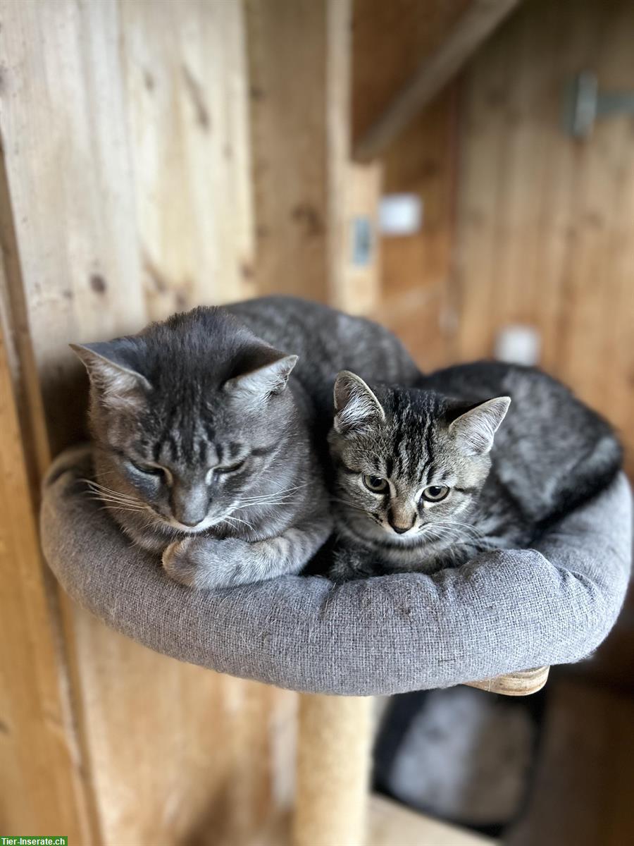 Bild 2: Junge Britisch Kurzhaar Mix Kitten