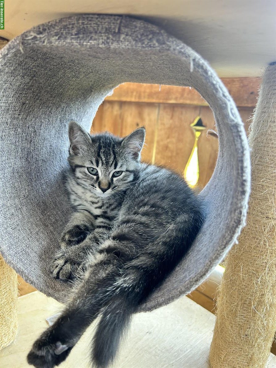 Bild 3: Junge Britisch Kurzhaar Mix Kitten