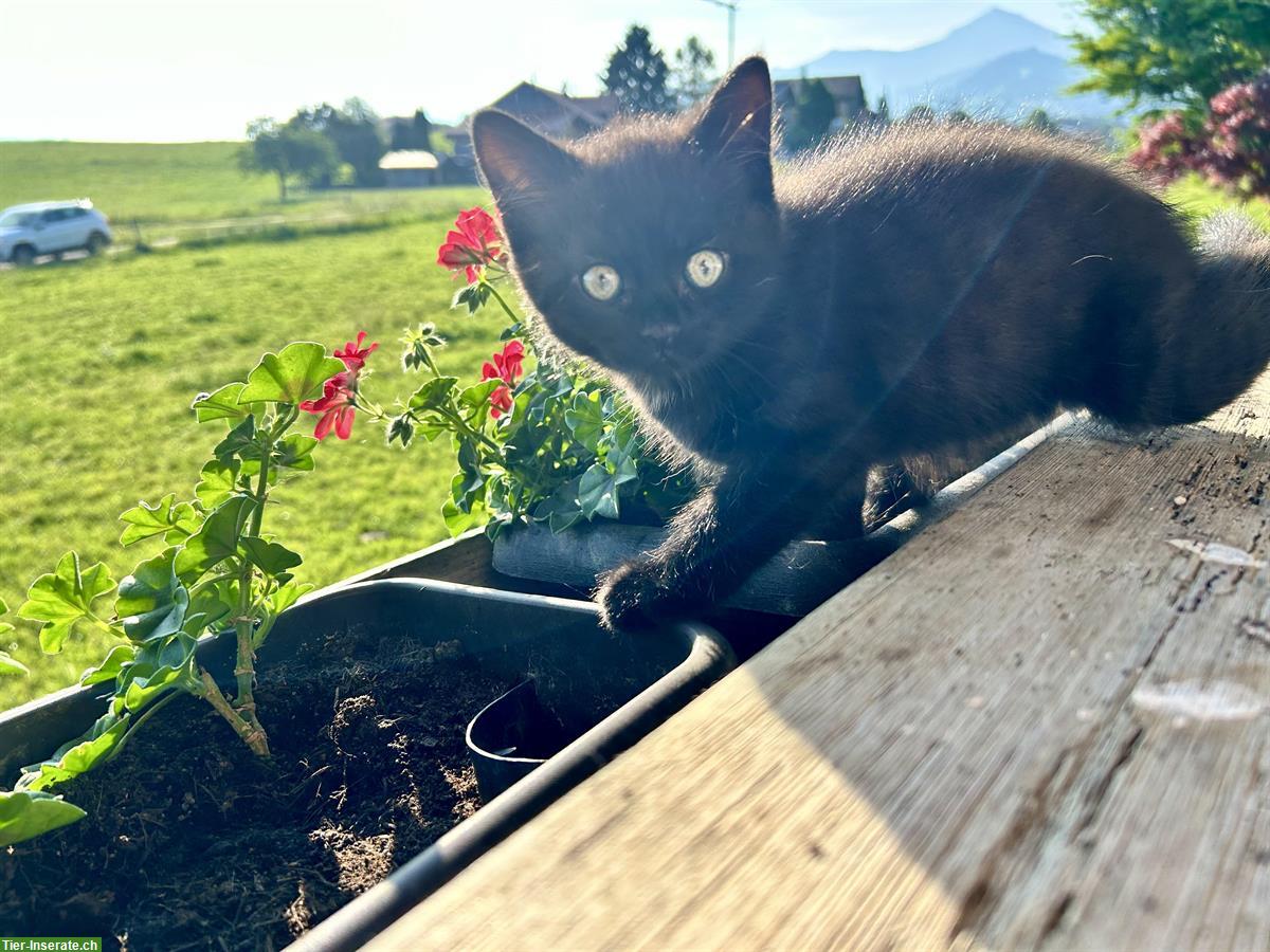 Bild 4: Junge Britisch Kurzhaar Mix Kitten