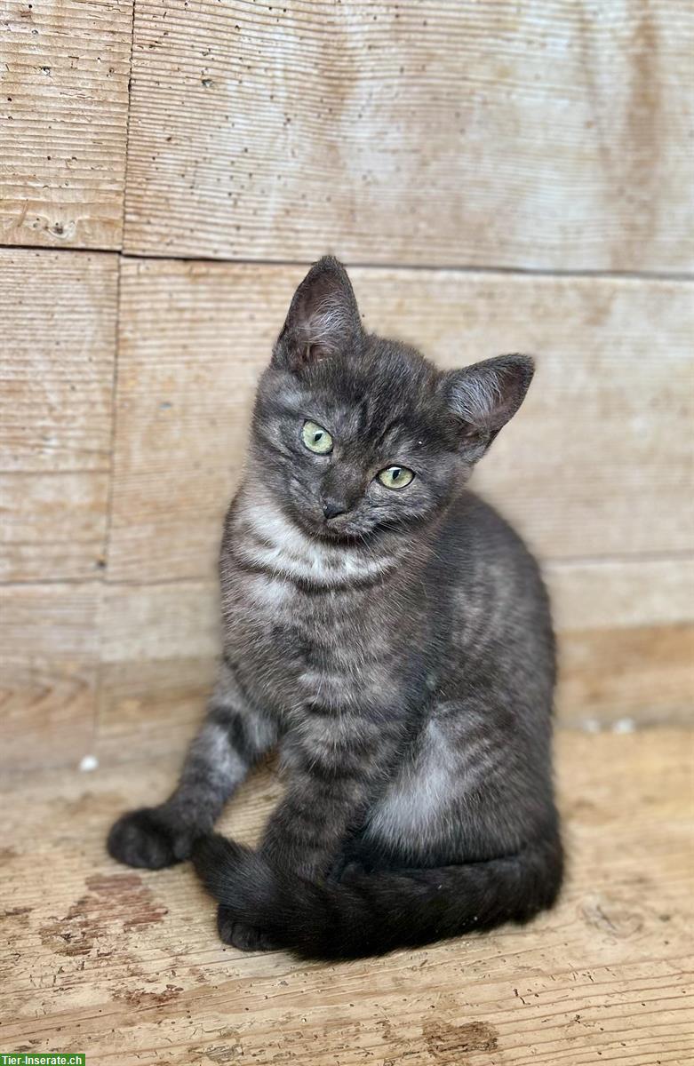 Bild 5: Junge Britisch Kurzhaar Mix Kitten