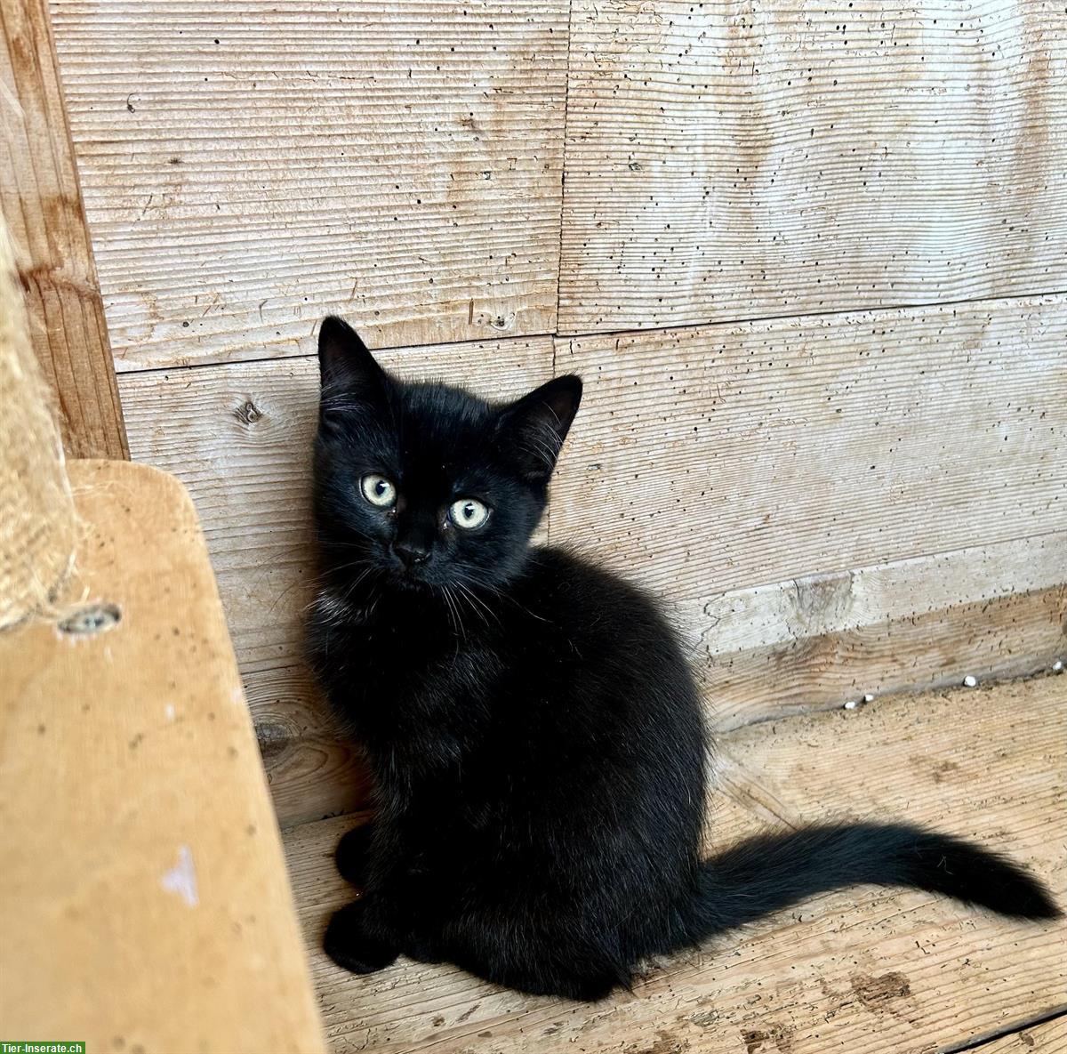 Bild 6: Junge Britisch Kurzhaar Mix Kitten