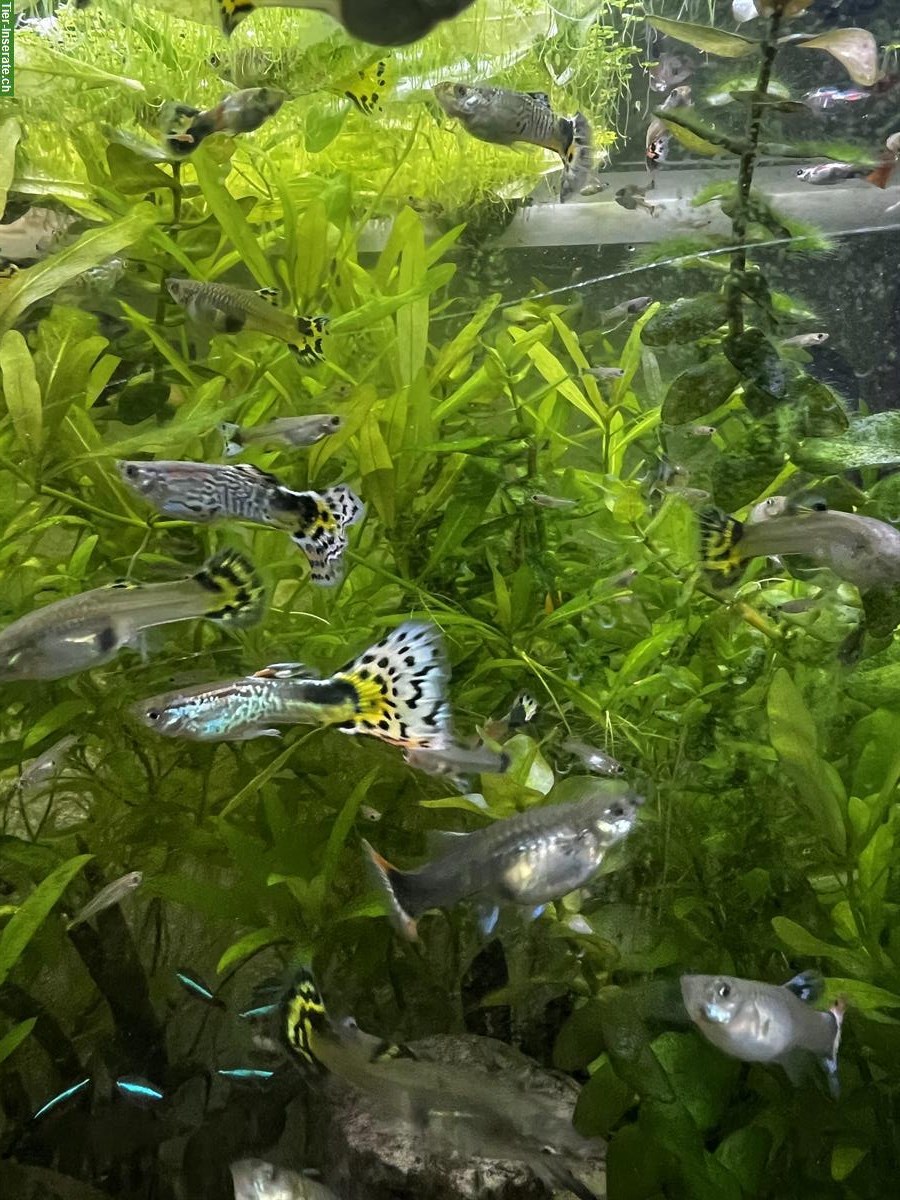 Guppys-Alarm: Gratis abzugeben