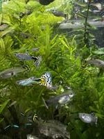 Guppys-Alarm: Gratis abzugeben
