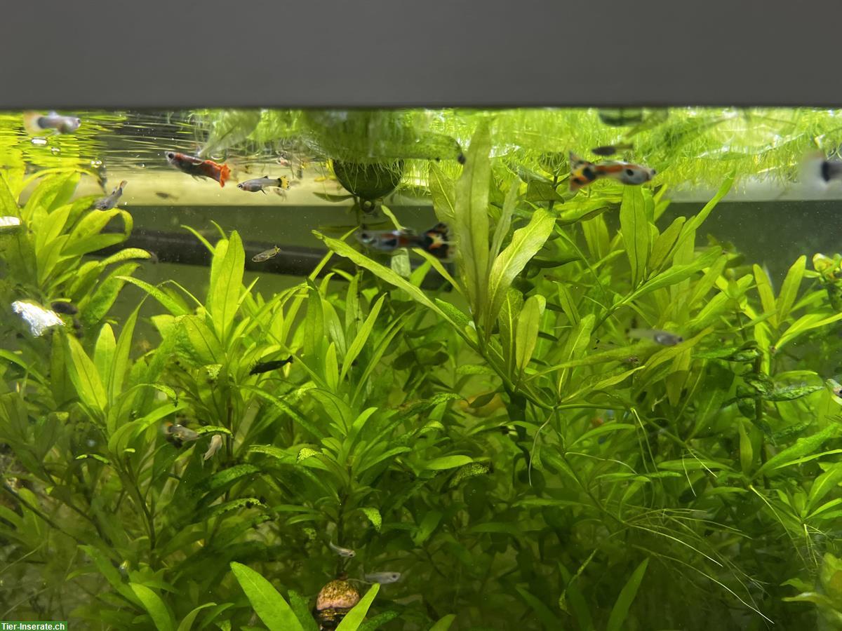 Bild 2: Guppys-Alarm: Gratis abzugeben