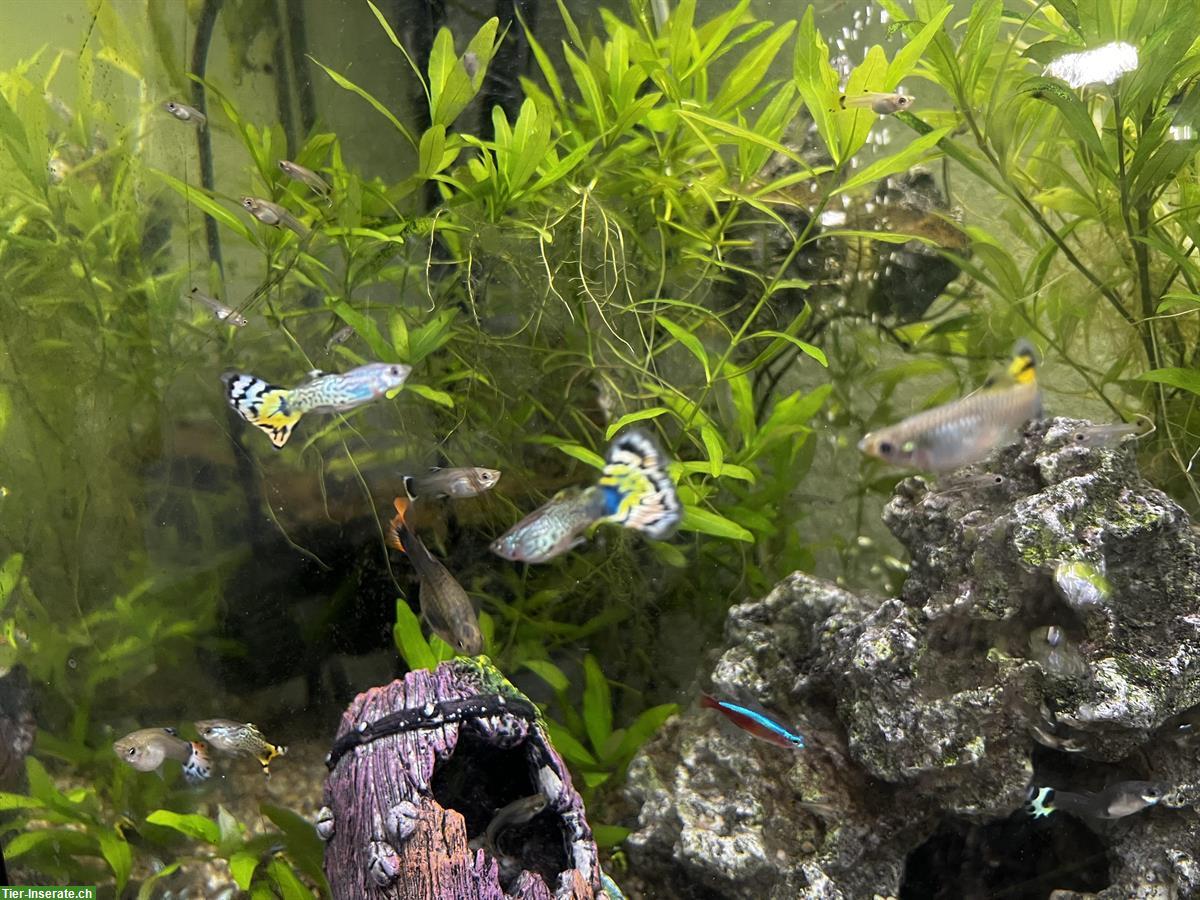 Bild 3: Guppys-Alarm: Gratis abzugeben