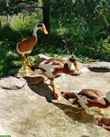 Indische Laufenten Erpel aus Naturbrut