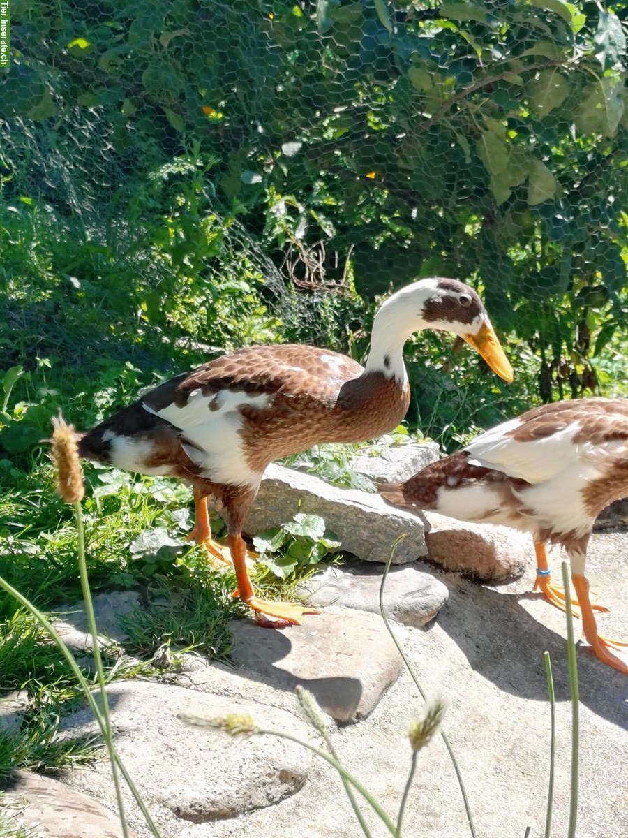Bild 2: Indische Laufenten Erpel aus Naturbrut