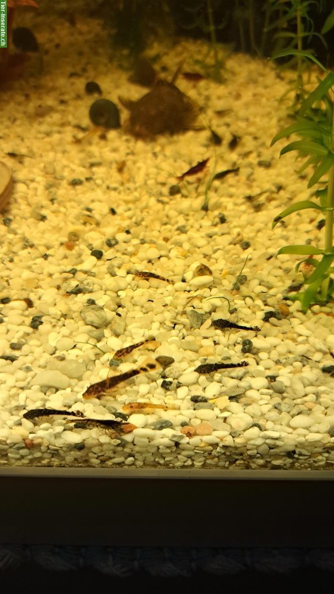Seltene Antennenwels Babys abzugeben