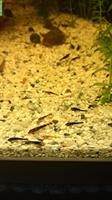Seltene Antennenwels Babys abzugeben