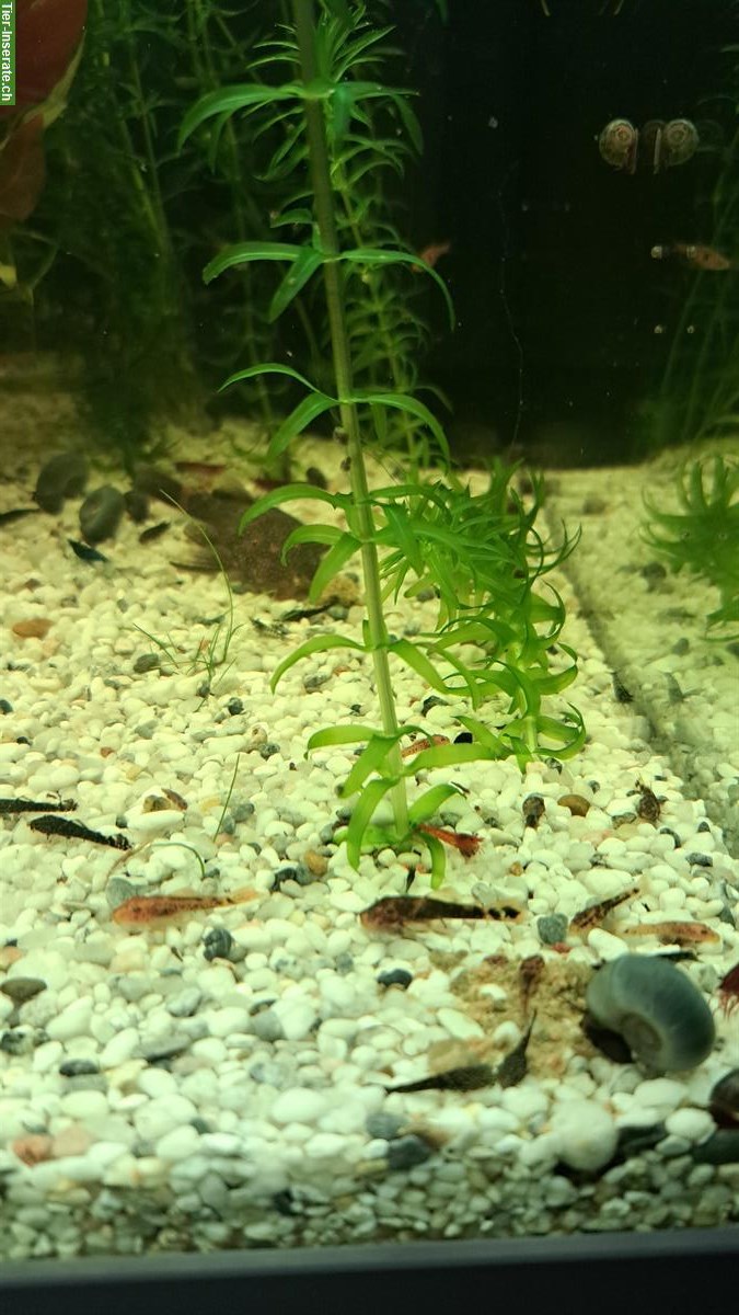 Bild 2: Seltene Antennenwels Babys abzugeben