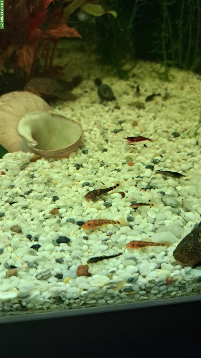 Bild 3: Seltene Antennenwels Babys abzugeben