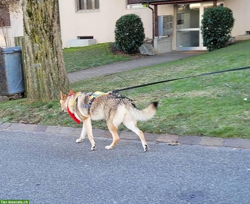 Mantrailing (Personensuche) / Training / Seminare