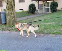 Mantrailing (Personensuche) / Training / Seminare