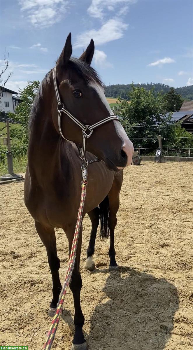 Bild 2: Kopfklares springbetontes 3.5 jähriges Ausnahme Nachwuchspferd