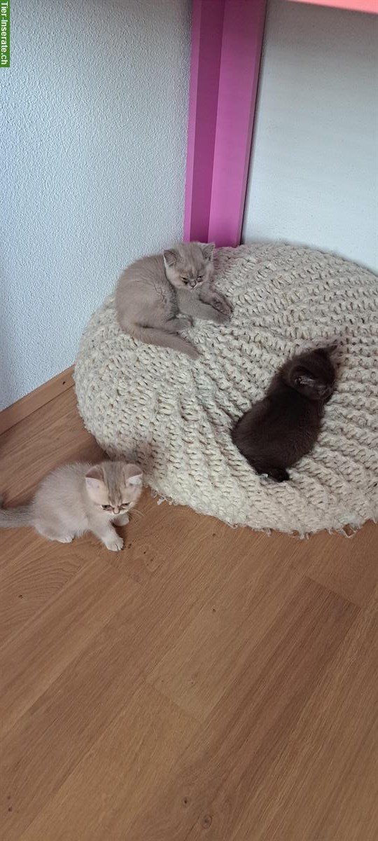 2 BKH Kitten Mädchen zu verkaufen
