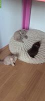 2 BKH Kitten Mädchen zu verkaufen