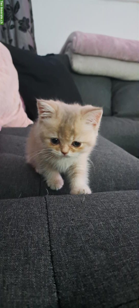 Bild 2: 2 BKH Kitten Mädchen zu verkaufen