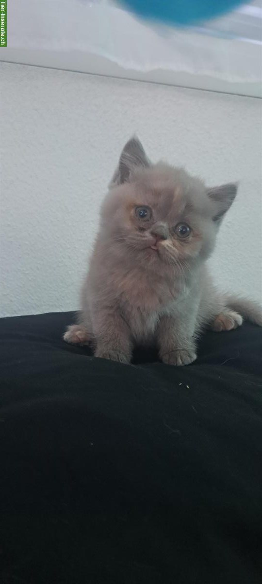 Bild 3: 2 BKH Kitten Mädchen zu verkaufen