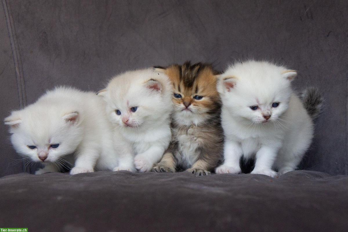 Reinrassige britisch BKH/BLH Kitten mit Stammbaum