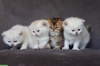 Reinrassige britisch BKH/BLH Kitten mit Stammbaum