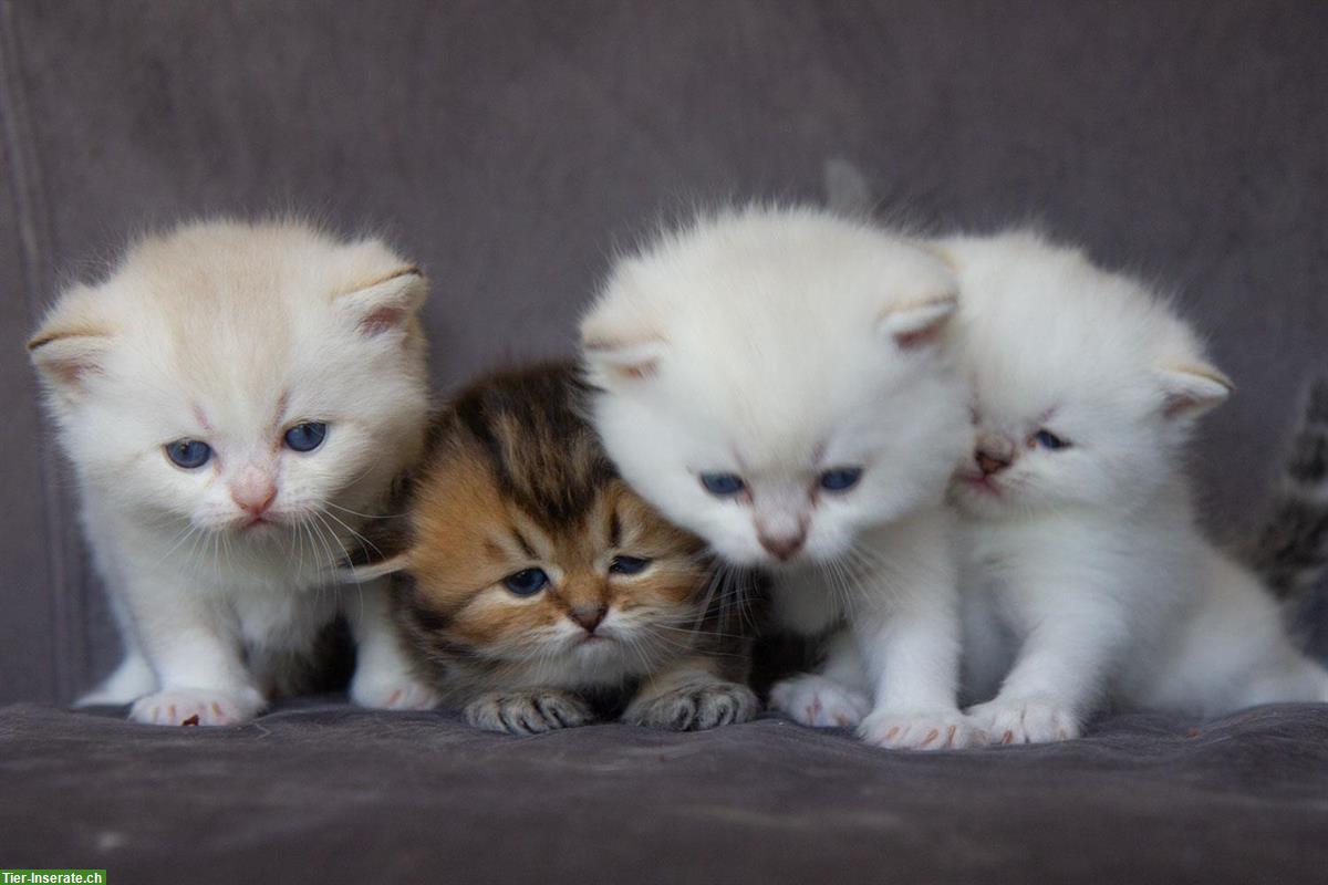 Bild 2: Reinrassige britisch BKH/BLH Kitten mit Stammbaum