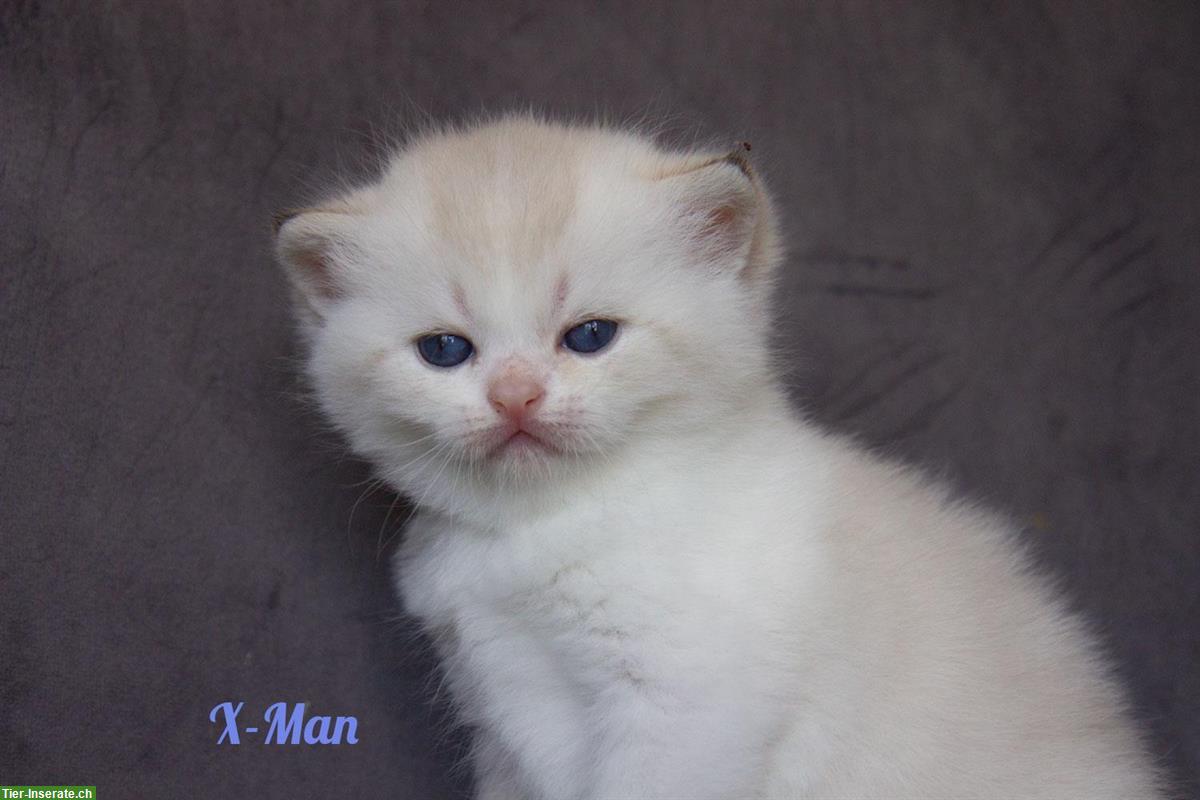 Bild 3: Reinrassige britisch BKH/BLH Kitten mit Stammbaum