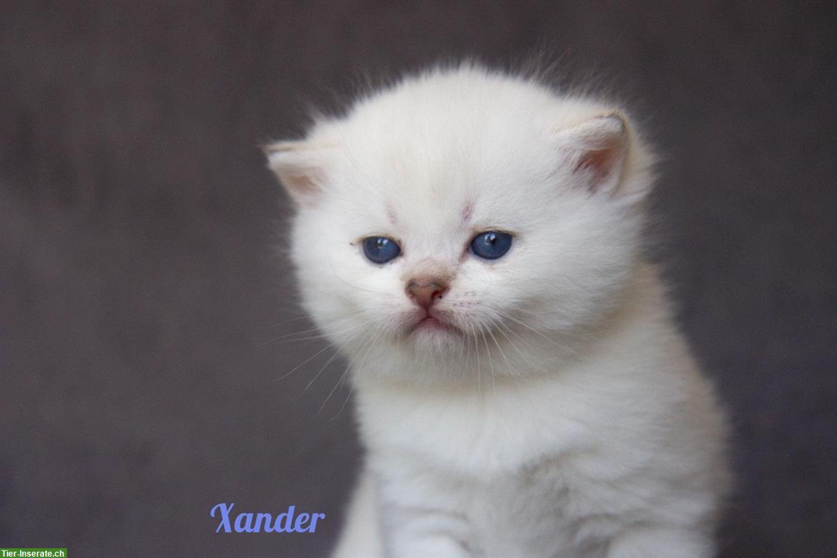 Bild 4: Reinrassige britisch BKH/BLH Kitten mit Stammbaum