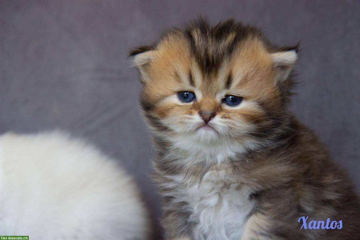 Bild 5: Reinrassige britisch BKH/BLH Kitten mit Stammbaum