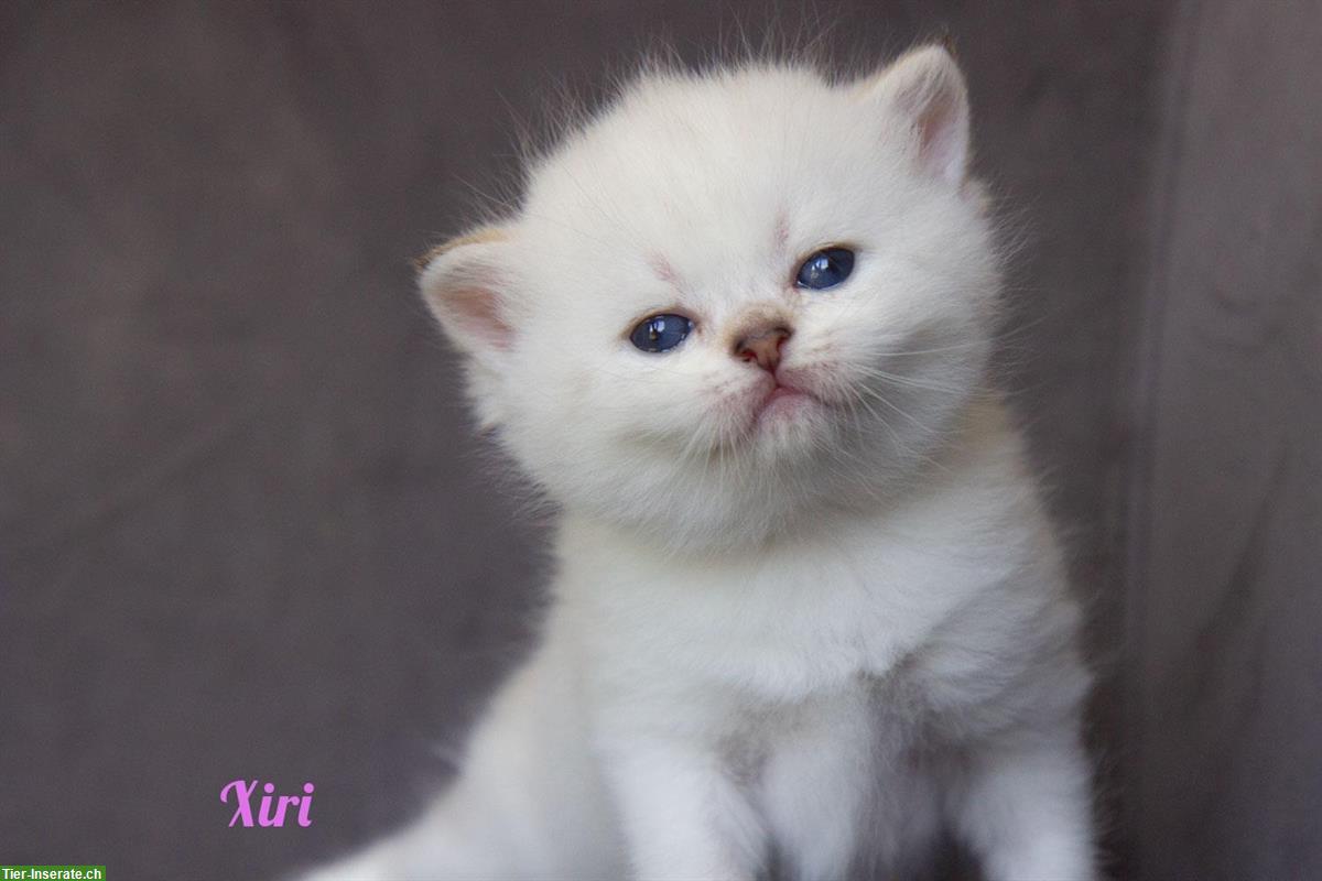 Bild 6: Reinrassige britisch BKH/BLH Kitten mit Stammbaum