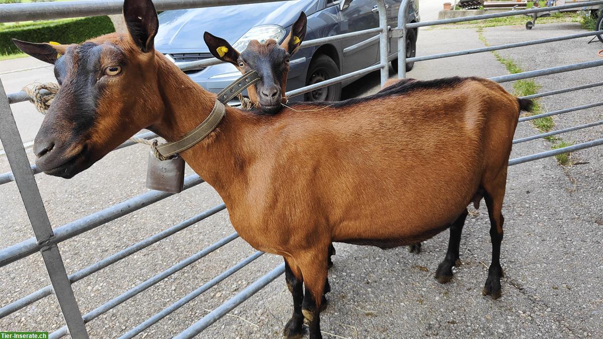 Bild 3: Gemsfarbige Gebirgsziege, Milchziegen zu verkaufen