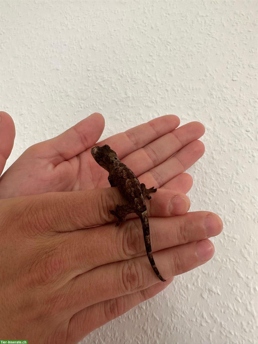 0.0.1 Mniarogekko Chahoua «Mainland» Flechtengecko