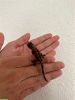 0.0.1 Mniarogekko Chahoua «Mainland» Flechtengecko