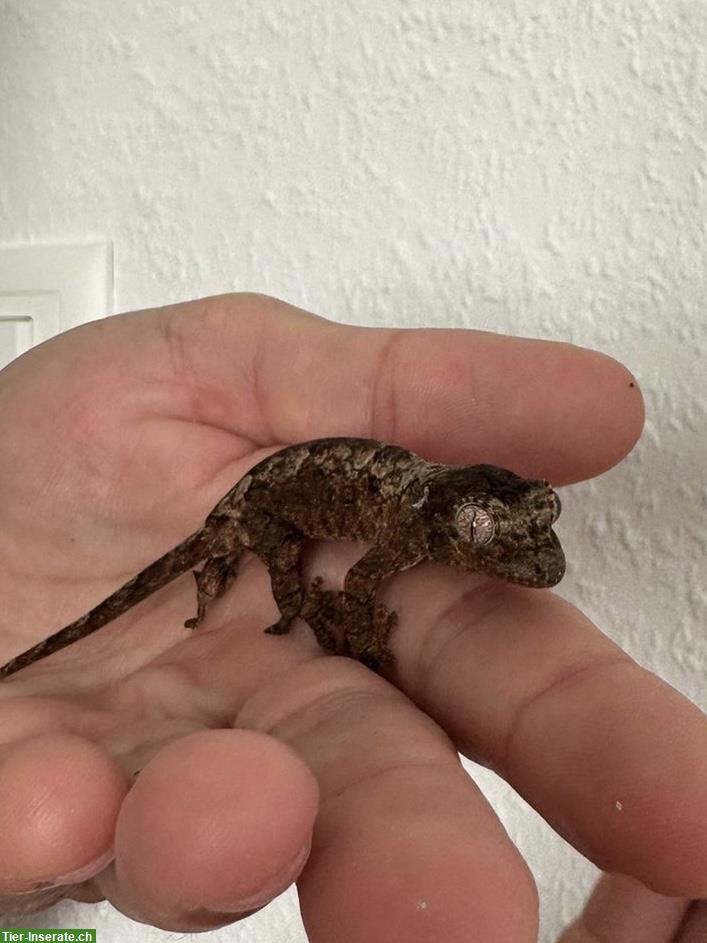 Bild 2: 0.0.1 Mniarogekko Chahoua «Mainland» Flechtengecko
