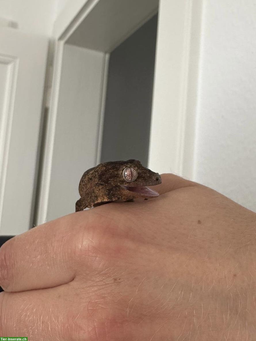 Bild 3: 0.0.1 Mniarogekko Chahoua «Mainland» Flechtengecko