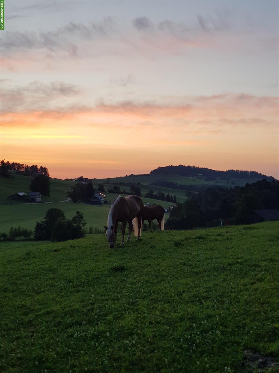Auslaufboxe in neuem Stall in Gähwil SG