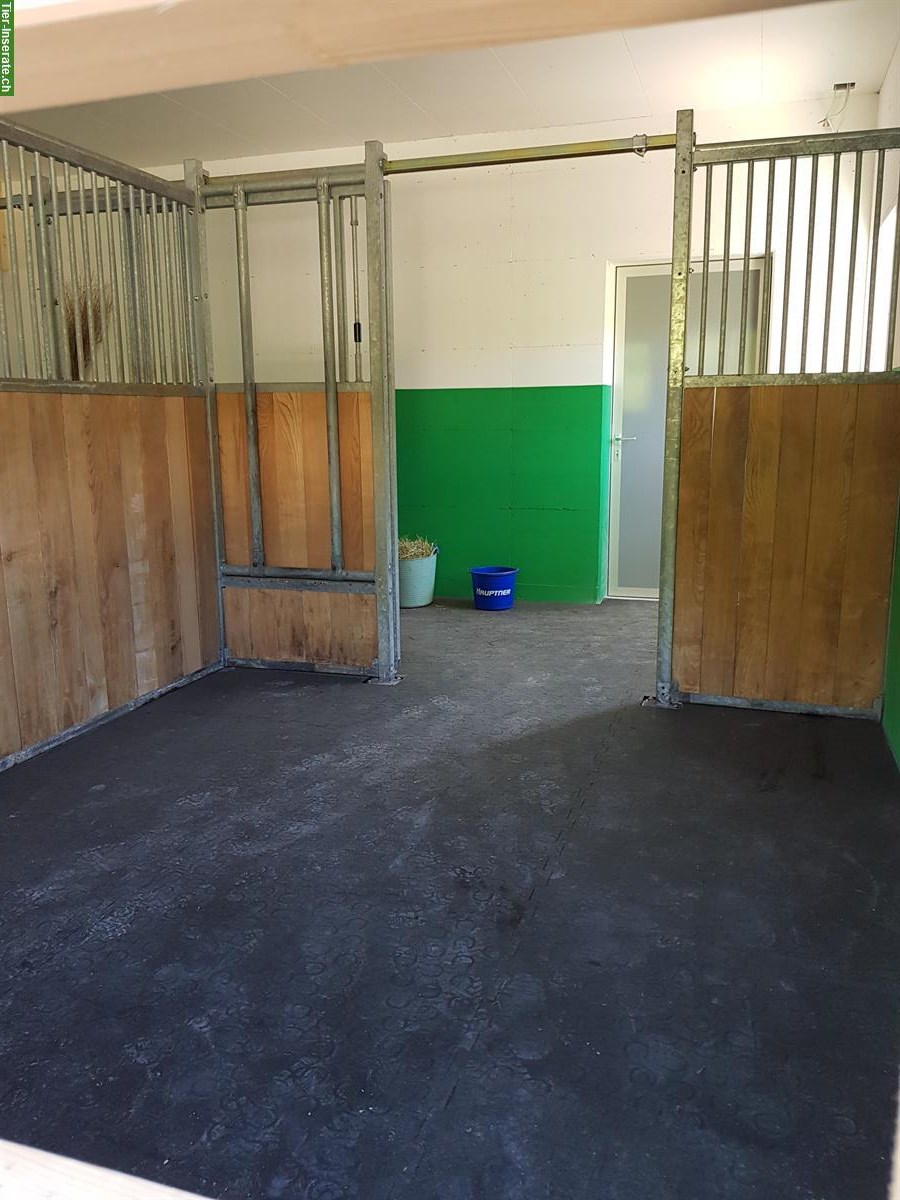 Bild 6: Auslaufboxe in neuem Stall in Gähwil SG