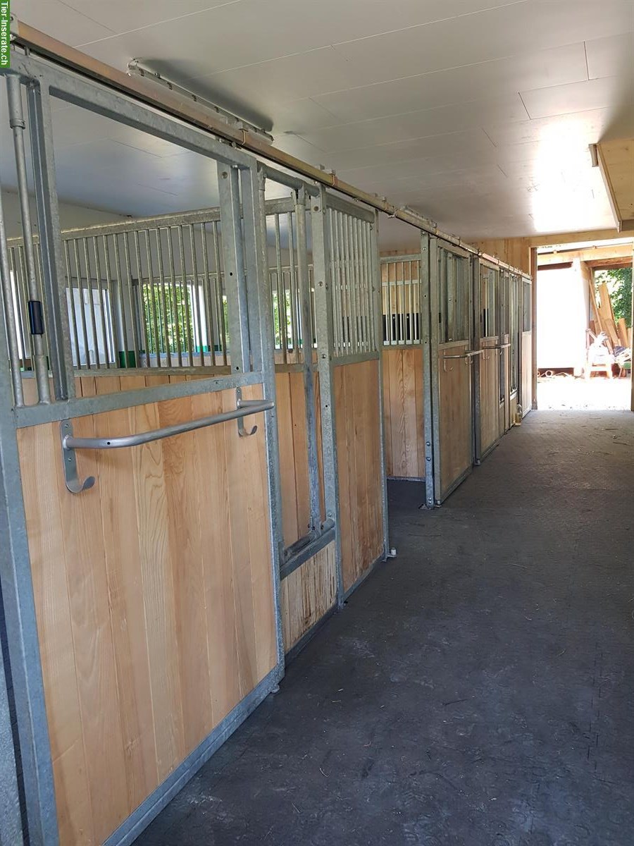 Bild 7: Auslaufboxe in neuem Stall in Gähwil SG