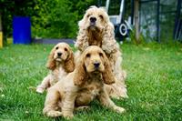 Englisch Cocker Spaniel Welpen in Gold