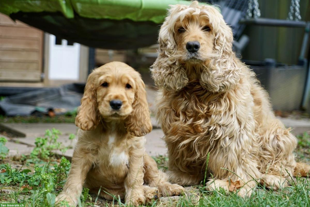 Bild 10: Englisch Cocker Spaniel Welpen in Gold