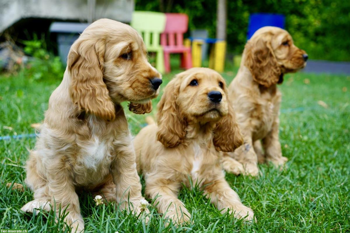 Bild 2: Englisch Cocker Spaniel Welpen in Gold