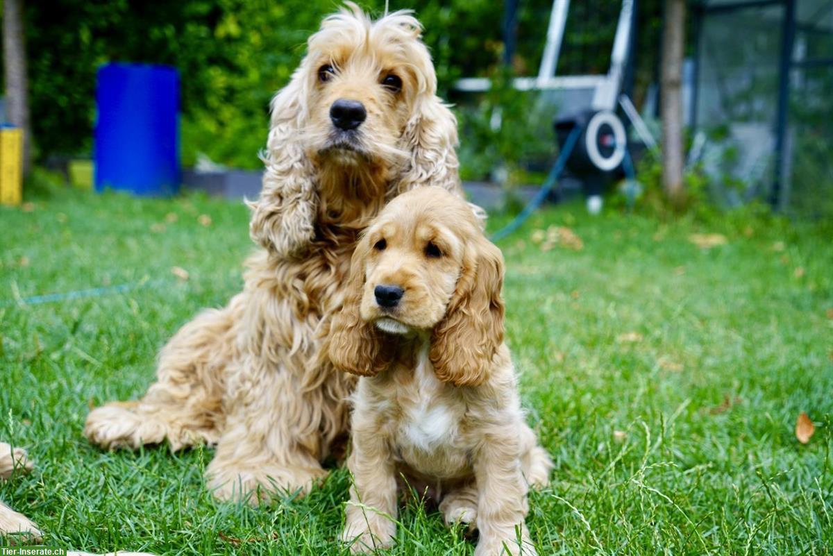 Bild 3: Englisch Cocker Spaniel Welpen in Gold
