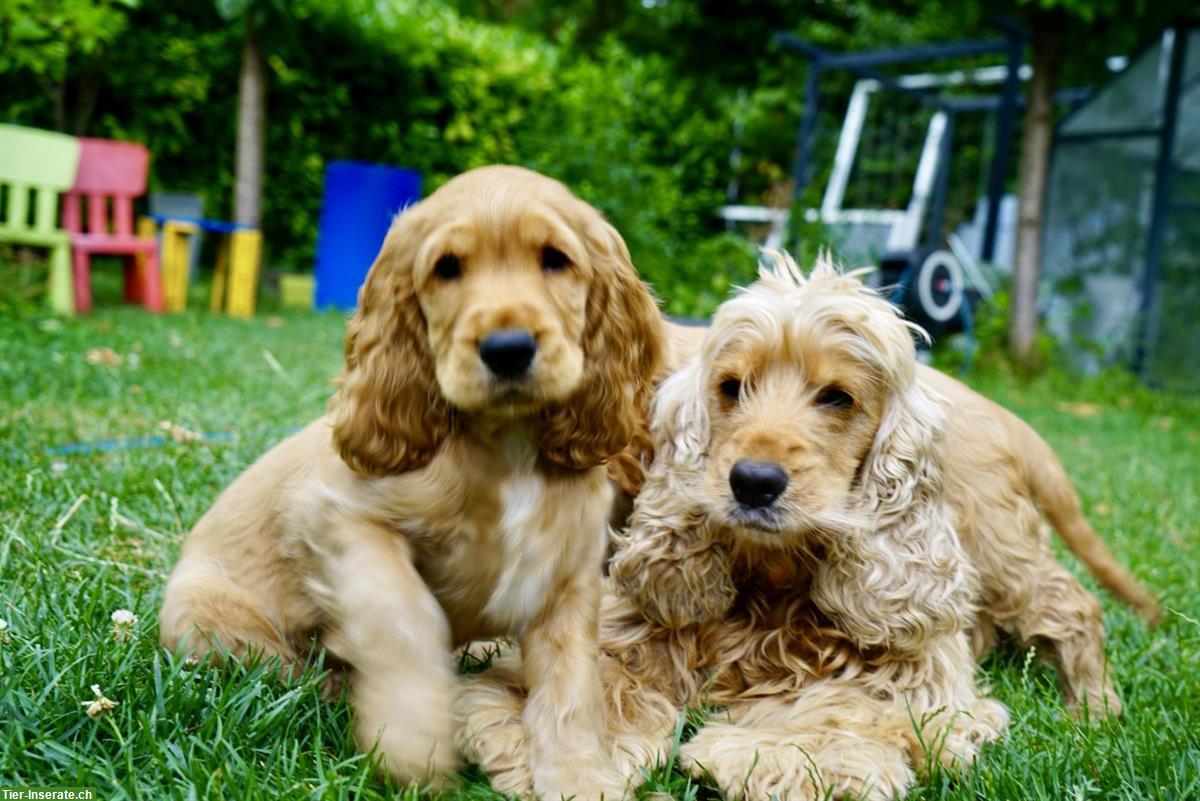 Bild 4: Englisch Cocker Spaniel Welpen in Gold