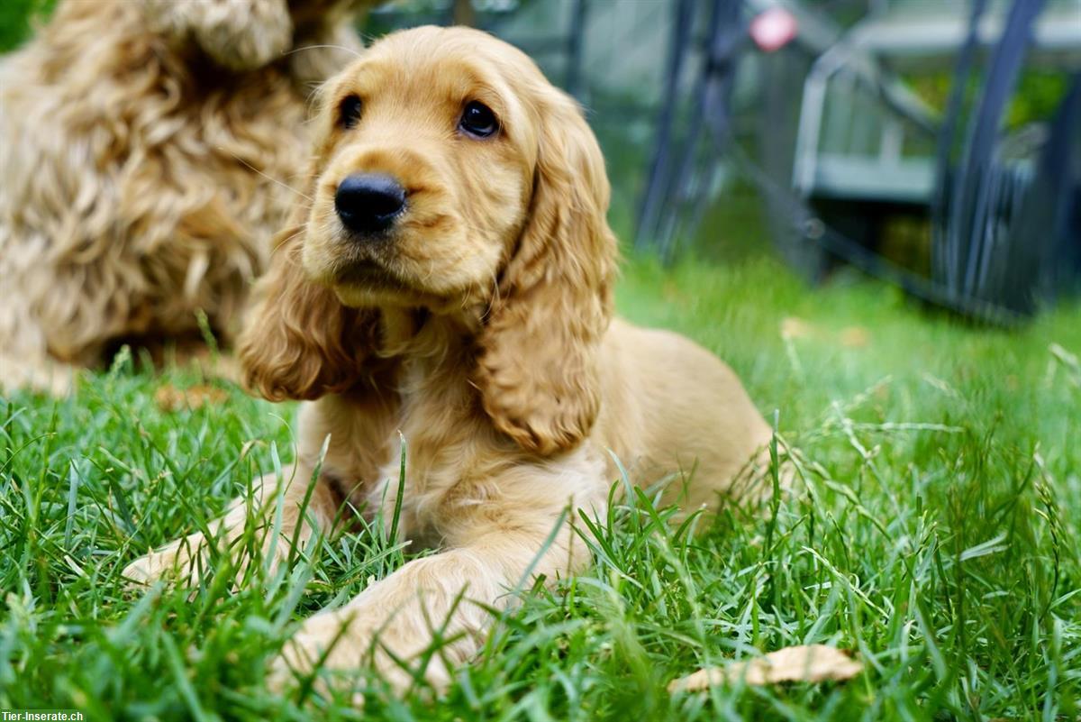 Bild 5: Englisch Cocker Spaniel Welpen in Gold