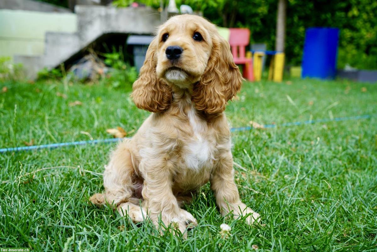 Bild 6: Englisch Cocker Spaniel Welpen in Gold