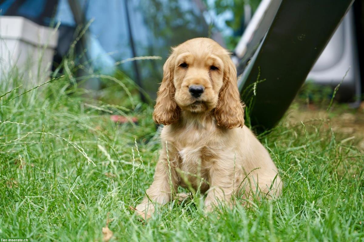 Bild 7: Englisch Cocker Spaniel Welpen in Gold