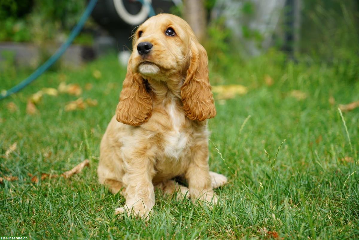 Bild 8: Englisch Cocker Spaniel Welpen in Gold